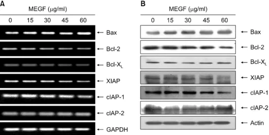 Fig. 3.  Effects  of  MEGF  on  the  Bcl-2  and  IAP  family  members  expression  in  U937  cells