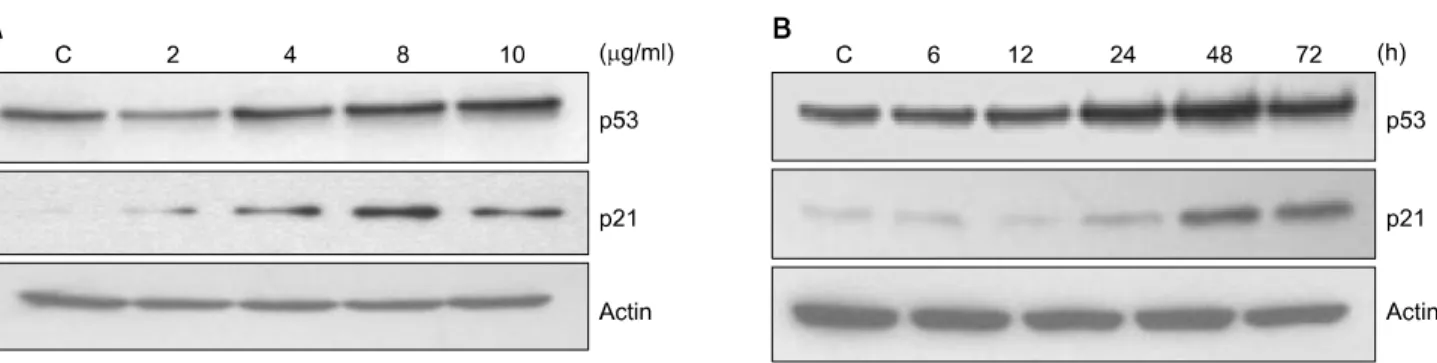 Fig. 4.  Dose-  and  time-dependent  effects  of  urushiol  on  the  protein  levels  of  p53  and  p21  in  MCF-7  cells