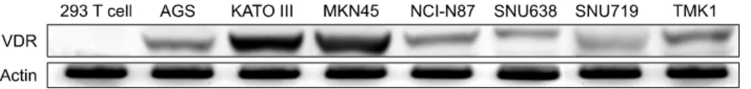 Fig. 1.  The  various  gastric  cancer  cell  lines  expressed  VDR:  Protein  expression  was  determined  by  Western  blot  analysis  with  anti-VDR  antibodies;  Actin  was  used  as  loading  control.