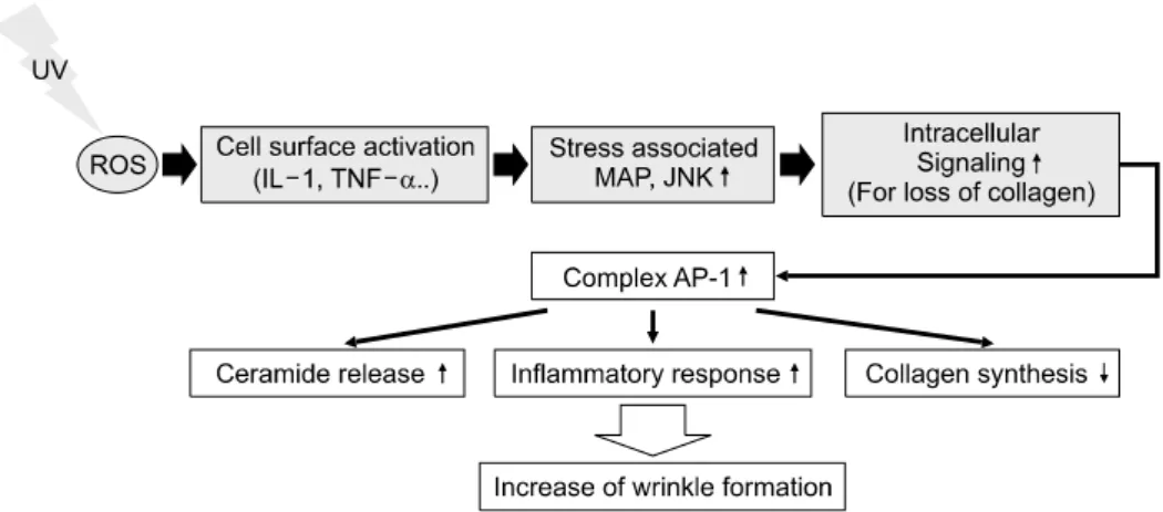 Fig. 1.  ROS  induced  activation  of  AP-1  mediated  cellular  signaling  in  aging  process  related  wrinkle  formation