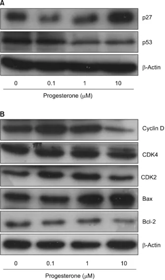 Fig. 6. Western blot analysis of cell cycle regulators cyclin D1,  CDK4,  CDK2,  Bcl-2,  and  Bax  proteins  levels  by  progesterone  in T47D  cells