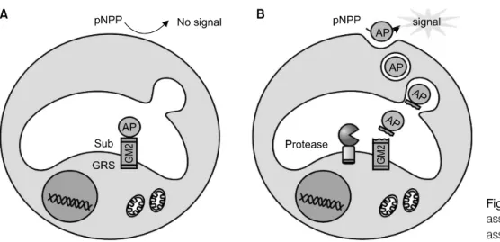 Fig. 1.  Diagram  of  cell  based  assay  system  for  β-secretase  assay. β-Secretase의 활성도로 표시한다