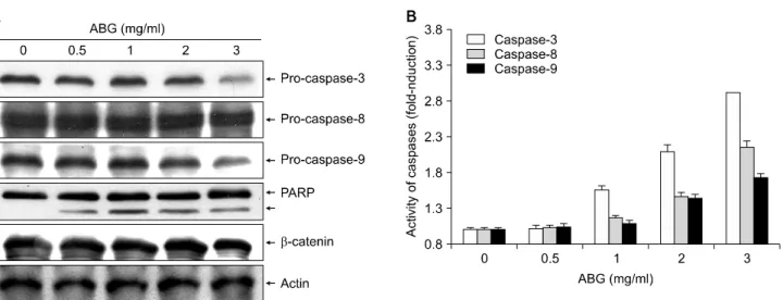Fig. 5.  Effects  of  ABG  on  the  expression  and  activity  of  caspases  in  AGS  cells