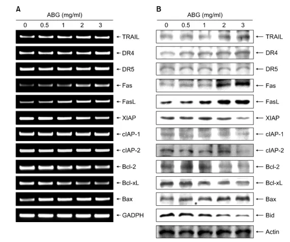 Fig. 6.    Effects  of  ABG  on  the  death-receptor  related  gene  products,  Bcl-2  and  IAP  family  members  expression  in  AGS  cells