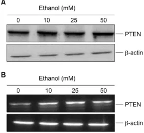 Fig.  3.  Effect  of  ethanol  on  the  NF-κB  activation  in  HL-60  cells. HL-60 cells (1×10 6 ) were stimulated with 50 mM ethanol  for  24  h