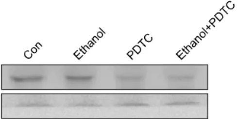 Fig.  4.  Effect  of  PDTC  on  ethanol-induced  PTEN  expression  in human leukemia cells