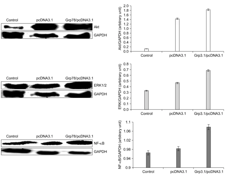 Fig. 3.  The  effect  of  GRP78  overexpression  on  the  expression  of  Akt,  ERK1/2,  NF-κB  in  MCF-7  cells