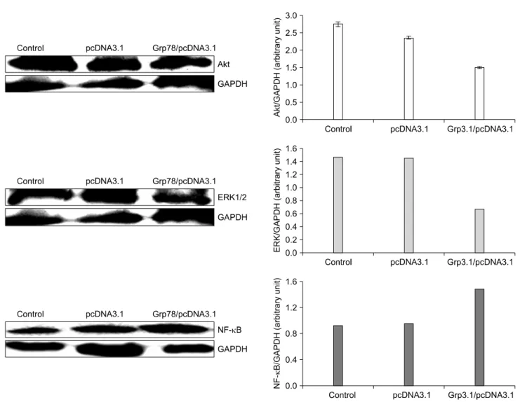 Fig. 4.  The  effect  of  GRP78  overexpression  on  the  expression  of  Akt,  ERK1/2,  NF-κB  in  MDA-MB-231  cells