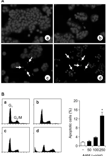 Fig. 4.  Apoptosis  effect  of  AAM  in  HT-29  cells.  (A)  Analysis  of  apoptotic  body  on  HT-29  cells