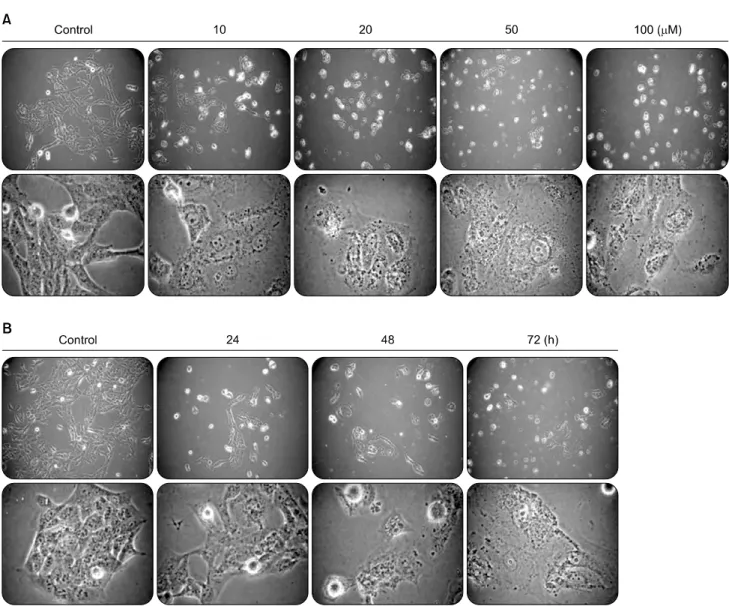 Fig. 2. Morphological changes in different treatment conditions of 5-Aza-2'-deoxycytidine
