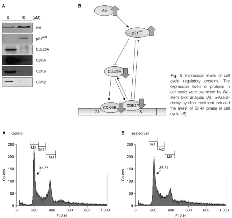 Fig. 3.  Expression  levels  of  cell  cycle  regulatory  proteins.  The  expression  levels  of  proteins  in  cell  cycle  were  examined  by   We-stern  blot  analysis  (A)