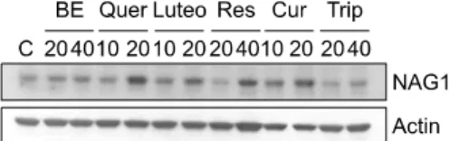 Fig. 1. The  expression  levels  of  NAG-1  by  treatment  with  various  phytochemical  compounds  in  HT29  cells