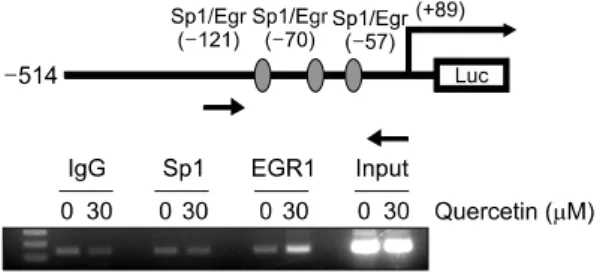 Fig. 2. Schematic structure of NAG-1 promoter construct and  ChIP  assay.  EGR-1  is  associated  with  quercetin-mediated  up-regulation of NAG-1