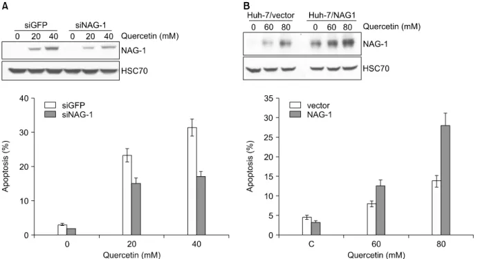 Fig. 3. Suppression  of  NAG-1  expression  attenuates  quercetin-induced  apoptosis  in  HCT116  cells  and  enhanced  expression  of  NAG-1  in  Huh-7  cells  promotes  quercetin-  induced  apoptosis