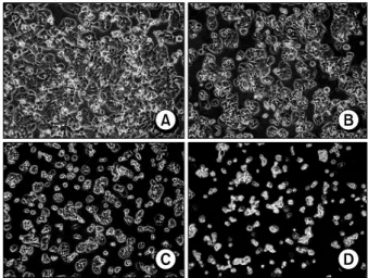 Fig. 1. Analysis  of  morphological  changes  resulting  from  acetone extract  of  Viola  mandshurica  (VME)  in  HT-29 cells