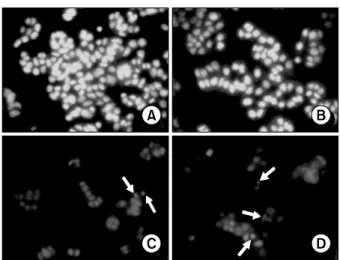 Fig. 4. Analysis of apoptotic body of VME in HT-29 cells. The  cells  were  collected  for  various  experiments  of  apoptosis  induction