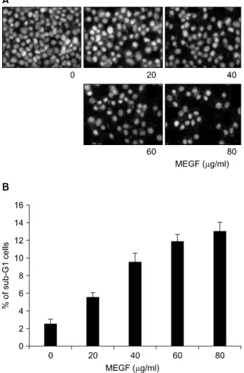 Fig. 2.  Induction  of  apoptosis  by  MEGF  in  HepG2  cells.  (A)  After  treated  with  MEGF  for  72  h,  the  cells  were  fixed  and  stained  with DAPI