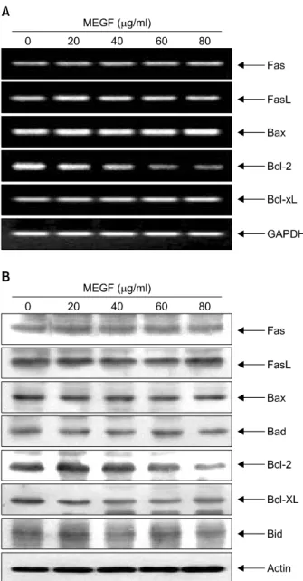 Fig. 3.  Inhibition  of  anti-apoptotic  Bcl-2  expression  by  MEGF  treatment  in  HepG2 cells