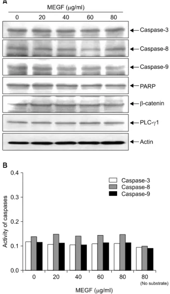 Fig. 4.  Effects  of  MEGF  on  IAP  family  members  expression  in  HepG2  cells.  (A)  After  incubation  with  MEGF  for  72  h,  the  total  RNA  was  isolated  and  reverse-transcribed