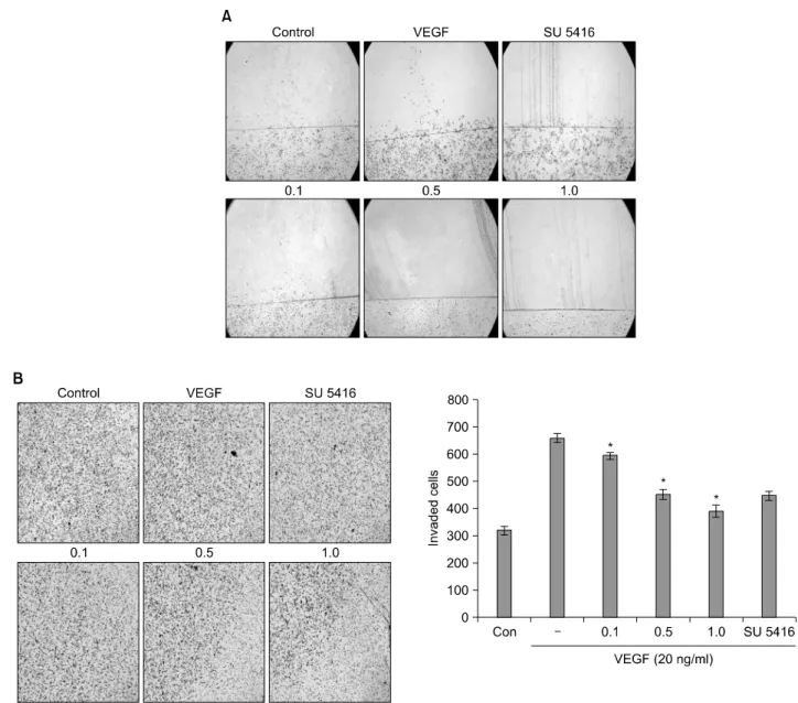 Fig. 4.  Effect  of  crude  extract  of  ark  shell  on  the  production  of  MMP-2. Ark shell  extract reduced the production of MMP-2  in  a  dose-dependent  manner.