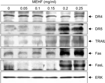 Fig. 3.  Induction  of  DNA  fragmentation  and  increased  sub-G1  cell  population  by  MEHF  treatment  in  NCI-H460  cells