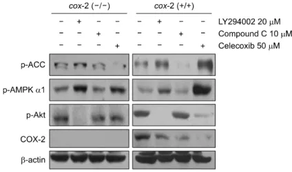 Fig. 3.  Blocking  inflammatory  responses  by  Celec- Celec-oxib  decreased  Akt  activity  in  cox-2  positive  cells