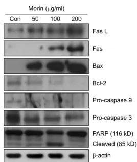 Fig. 6. Effects of  morin on the expression  levels  of cell  cycle  regulatory  proteins in  hepa1c1c7 cells