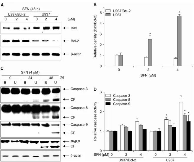 Fig. 2. SFN increases the Bax/Bcl-2 ratio and upregulates caspase activity. Cells were treated with SFN (4μM) for the indicated  times