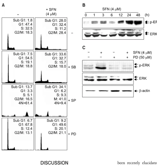 Fig. 5.  SFN-induced  apoptosis  is  mediated  through  ERK  activation  in U937 cells