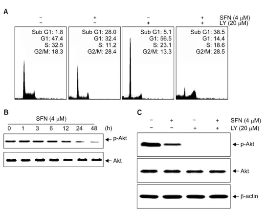 Fig. 6.  SFN-induced  apoptosis  is  mediated  through  downregulation  of the  Akt  pathways  in  U937 cells