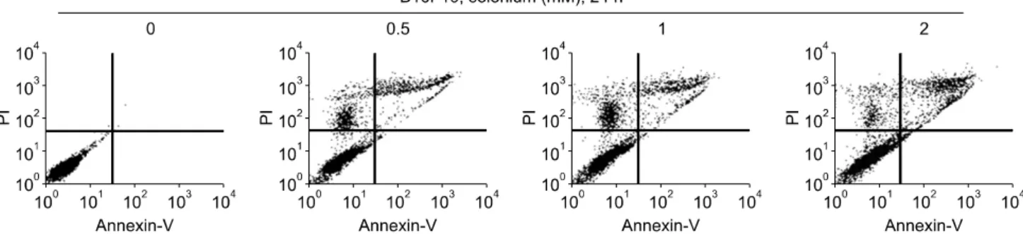 Fig. 2.  Treatment  of  selenium  induces  apoptosis  in  B16F10  melanoma  cells.  Cell  were  treated  with  0.5∼2  mM  of  selenium  for  24  h