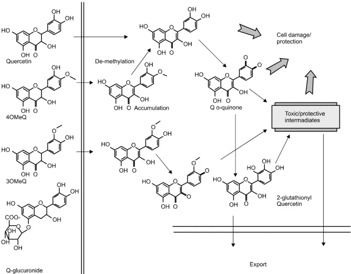 Fig. 2.  Summary  of  the  cellular  metabolism  of  quercetin  and  its  O-methylated  metabolites