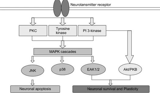 Fig. 5.  Potential  points  of  action  of  flavonoids  within  MAP  kinase  and  Akt/PKB  signalling  cascades  in neurons