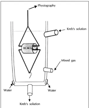 Fig. 2. The structure of organ chamber. Rat aorta is pl－