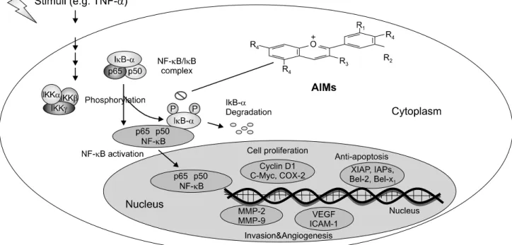 Fig. 5.  Schematic  representation  on  anticancer  effects  of  AIMs  on  human  hepatocellular  carcinoma  cells
