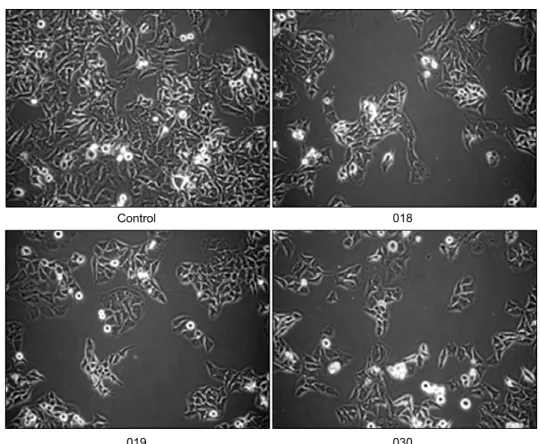 Fig. 2.  Morphological  changes  and  growth  inhibition induced by  three  compounds