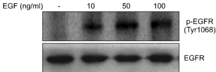 Fig. 3.  Activation  of  EGFR  kinase  induced  by  EGF.  In  order  to examine  the  effect of  EGF  on the  activation  of EGFR kinase,  the  HeLa  cells  were treated with various concentrations of  EGF  (0,  10,  50,  and  100  ng/ml)  for  10  min
