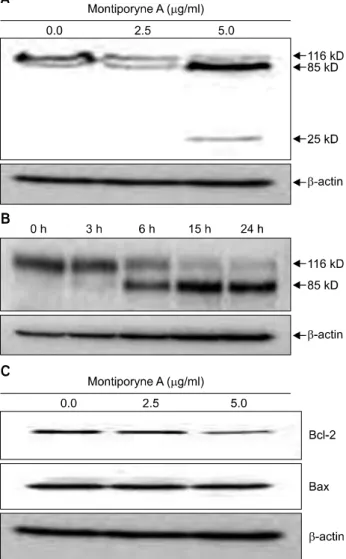 Fig. 2.  Apoptosis  inducing  effect  of  montiporyne  A  on  SK-MEL-2  cells.  (A)  The  cells  were  treated  with  variable  concentrations  of  montiporyne  A  for  24  h