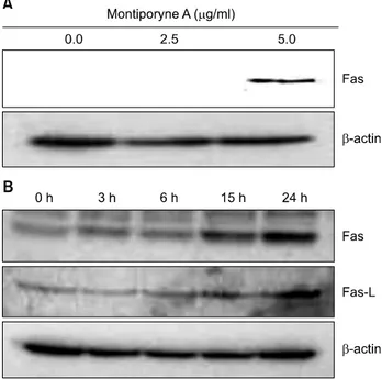 Fig. 5.  Concentration-dependent effects  of  montiporyne  A on  the  protein levels  of  p53 and  p21 in  SK-MEL-2  cells