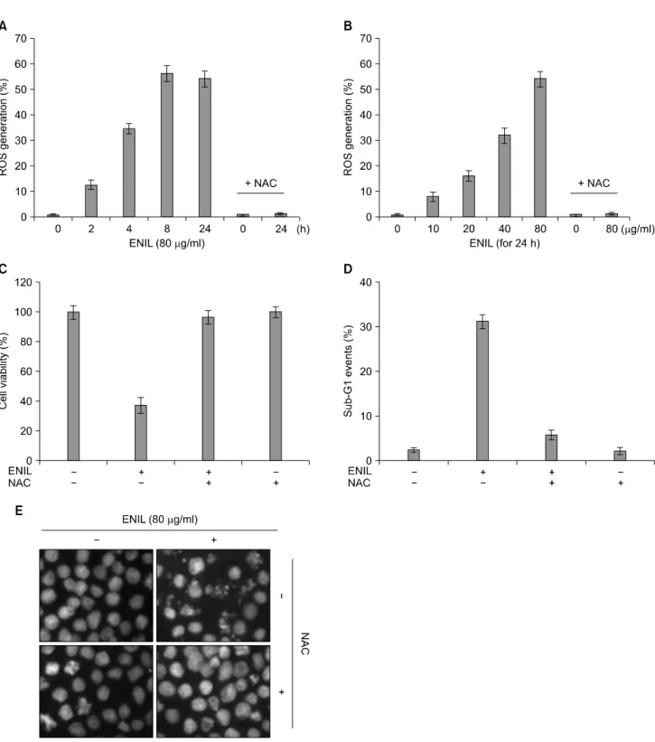 Fig. 7. ENIL-induced apoptosis is associated with ROS generation in Caki-1 cells. (A, B) Cells were treated with or without NAC  (10  mM)  for 2 h  before being  challenged with  80  μg/ml of  Caki-1  for  the  indicated times  (A)  or  with the  indicated