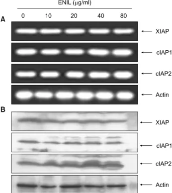 Fig. 4. Effects of ENIL on levels of IAP family proteins in Caki-1  cells.  (A)  After  24  h  incubation  with  the  indicated   concentra-tions  of  ENIL,  total  RNAs  were  isolated  and   reverse-trans-cribed