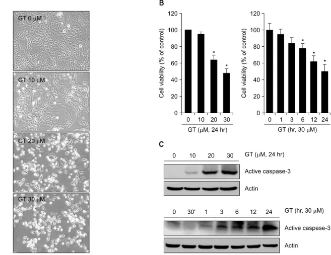 Fig. 1.  GT  induces  apoptosis  in  MDA-MB-231  cells.  MDA-MB-231  cells  were  untreated  (control)  or  treated  with  the  various  concentrations  of  GT  for  24  hr