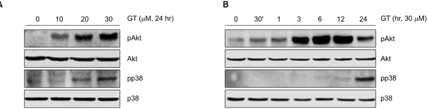 Fig. 2.  GT  causes  the  expression  of  COX-2  in  MDA-MB-231  cells.  MDA-MB-231  cells  were  untreated  (control)  or  treated  with  the  indicated  concentrations  of  GT  for  24  hr