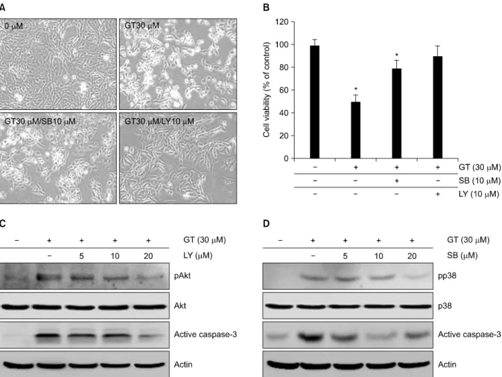 Fig. 4. PI3kinase and p38 kinase regulates GT-induced apoptosis in MDA-MB-231 cells. MDA-MB-231 cells were untreated (control)  or  treated  with  30μM  GT  in  the  absence  or  presence  of  10μM  SB203580  or  10μM  LY294002  for  24  hr