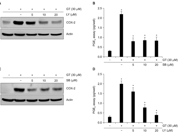 Fig. 5. PI3kinase and p38 kinase modulates GT-induced the expression of COX-2 in MDA-MB-231 cells