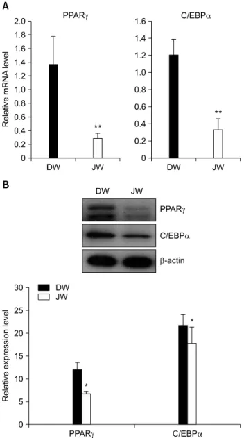 Fig. 3. Effect of Jeju ground water on adipogenic transcription  factors  during  differentiation  of  adipocytes