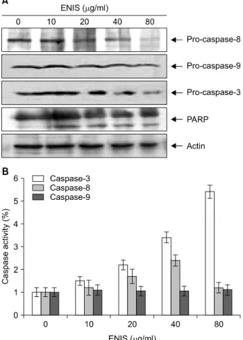 Fig. 4. Effects of ENIS on the activation of caspases in Caki-1  cells.  (A)  Cells  were  treated  with  the  indicated  conditions  of  ENIS  for  24  h