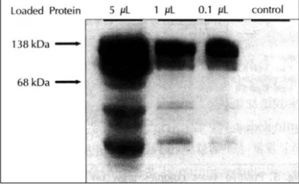 Fig. 3. After yeast, EGY48, was transformed by “bait”