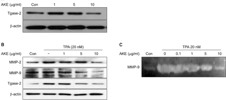 Fig. 3. Effects of AKE on expression of tgase-2, MMP-2 and MMP-9 in HT-1080 cells. (A) Effects of AKE on expression of tgase-2  in  HT-1080  cells