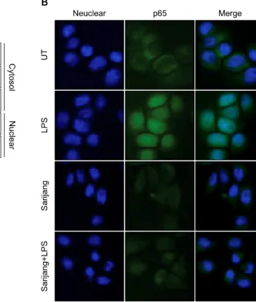 Fig. 6. Effect of sarijang on NF-κB activation in LPS-stimulated BV2 microglia. BV2 cells were pretreated for 1 h with the indicated  concentrations  of sarijang  prior  to  stimulation  with  LPS for the  indicated  times